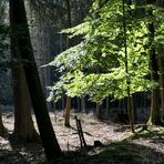 Im Wald