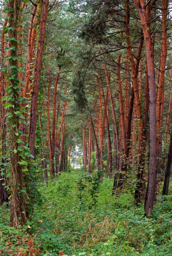 Im Wald