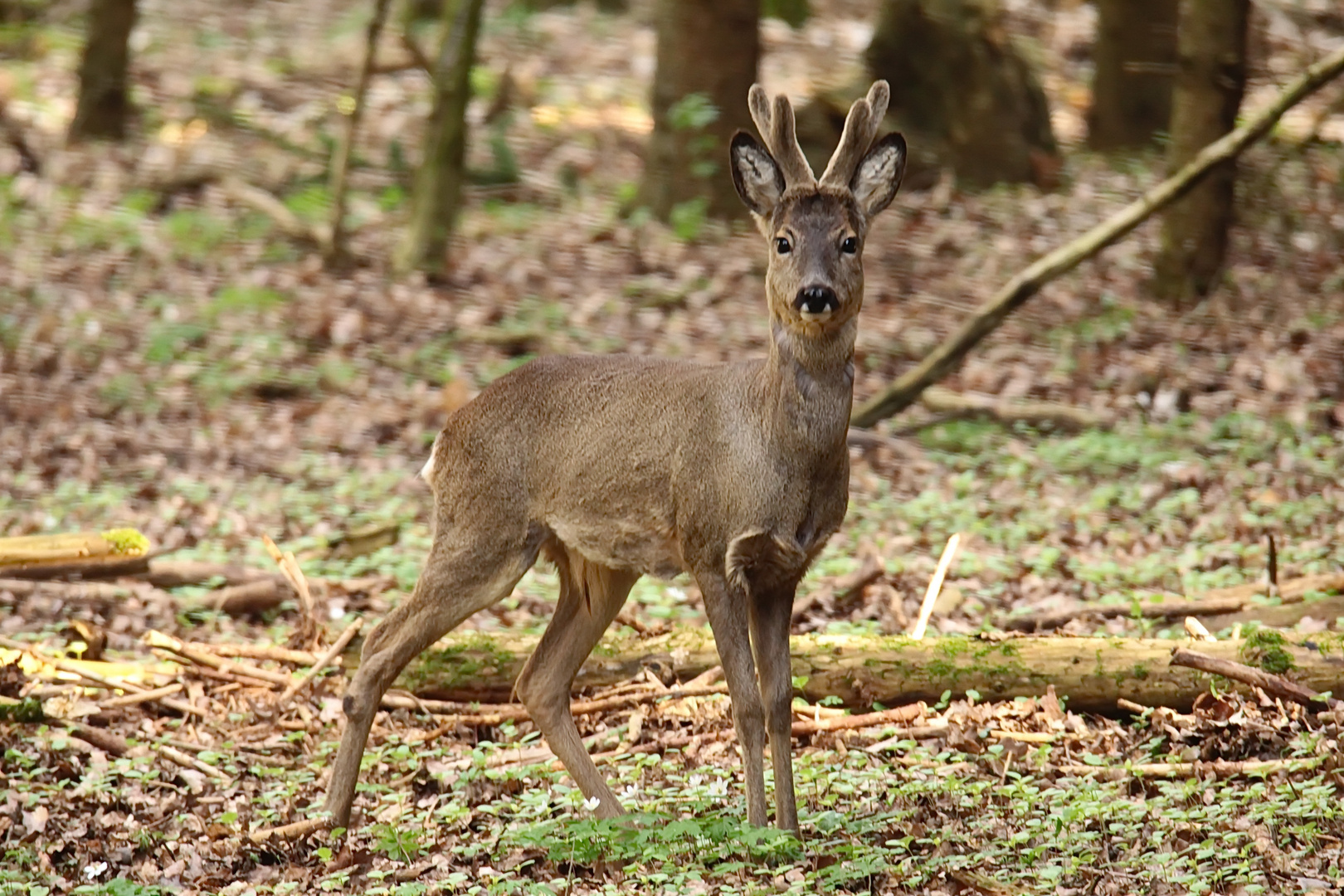 Im Wald