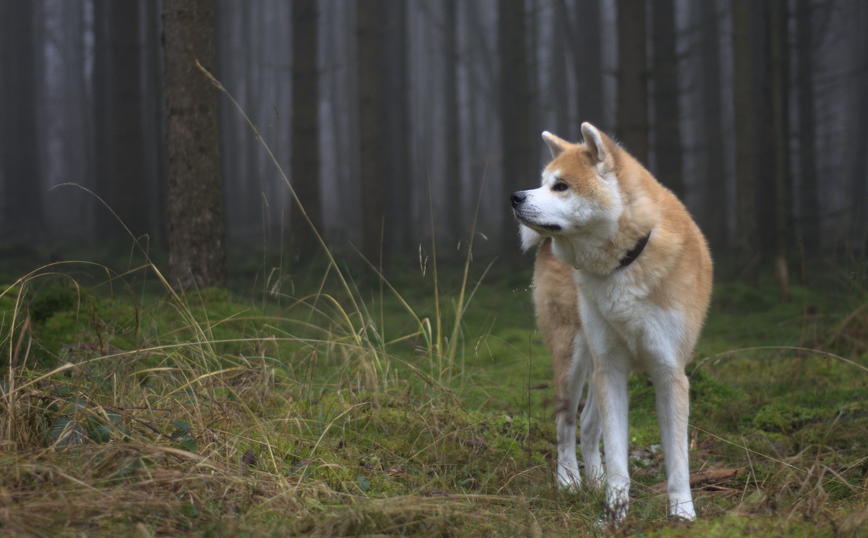 Im Wald