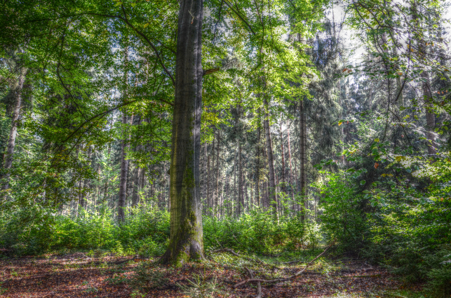 Im Wald