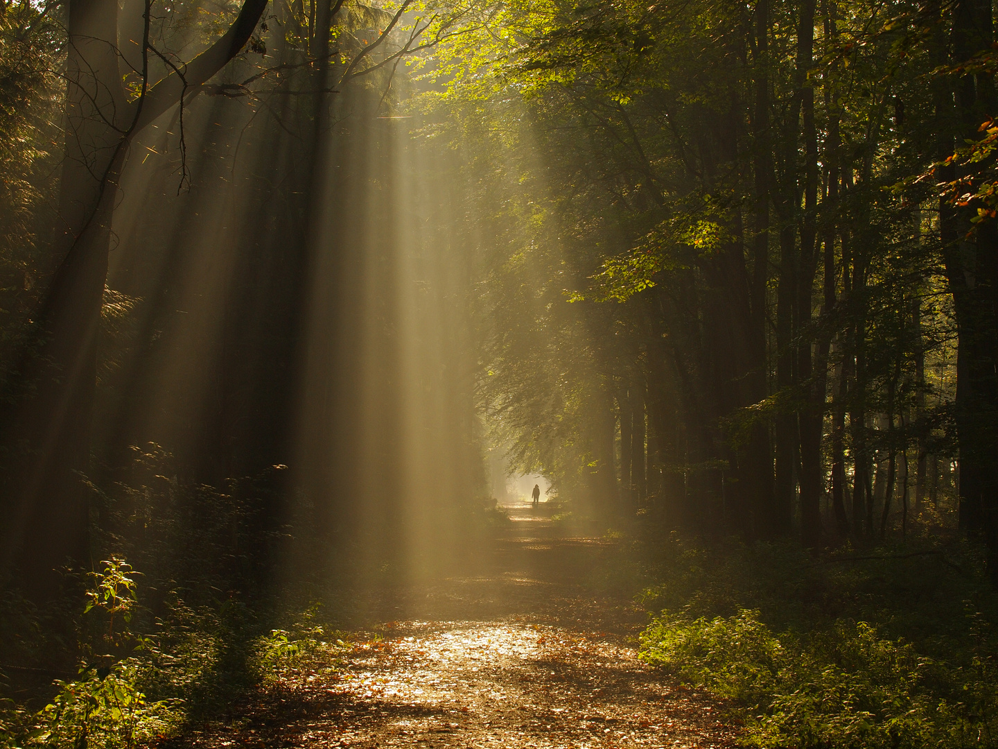 im Wald...