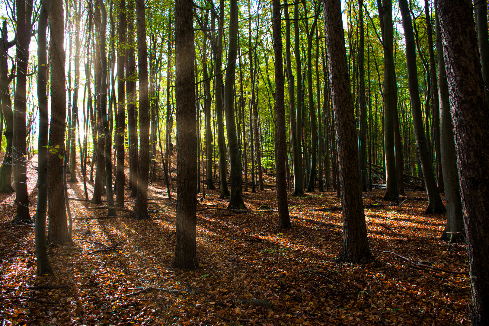 Im Wald