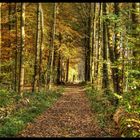 im  Wald