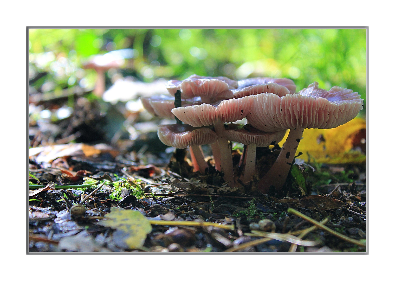 Im Wald...