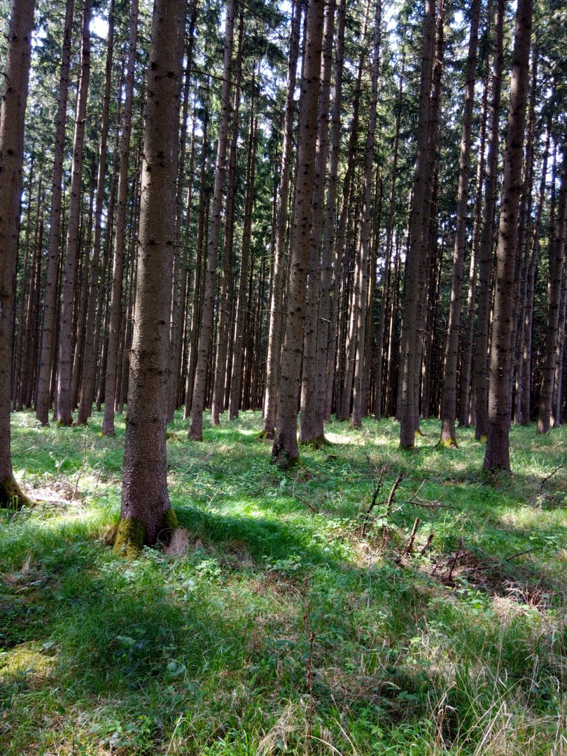 Im Wald