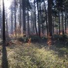 IM WALD