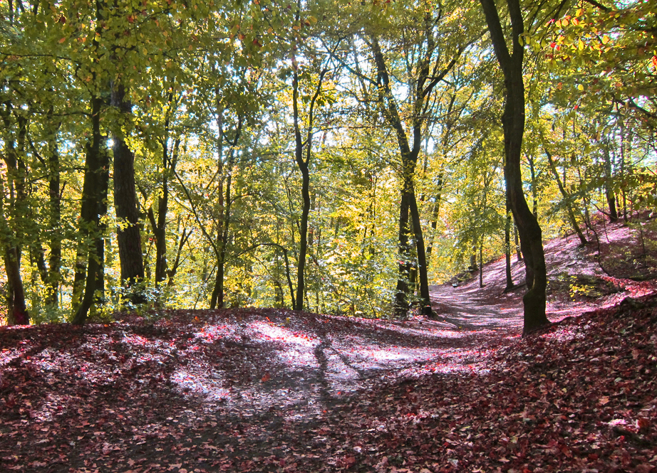 im Wald