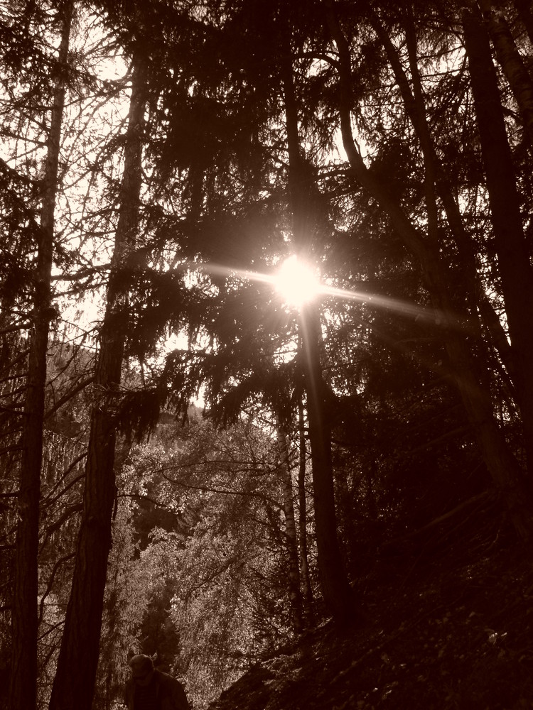 im Wald