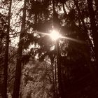 im Wald