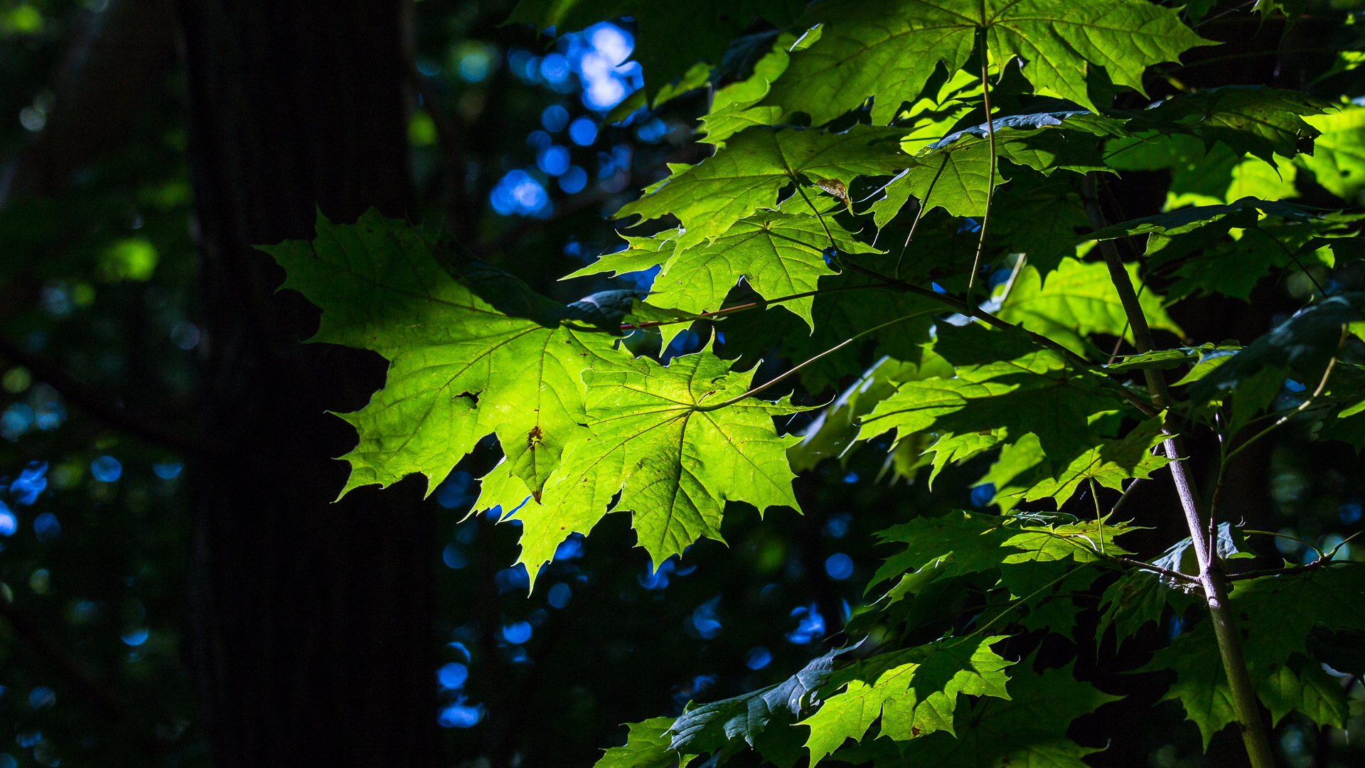 im wald