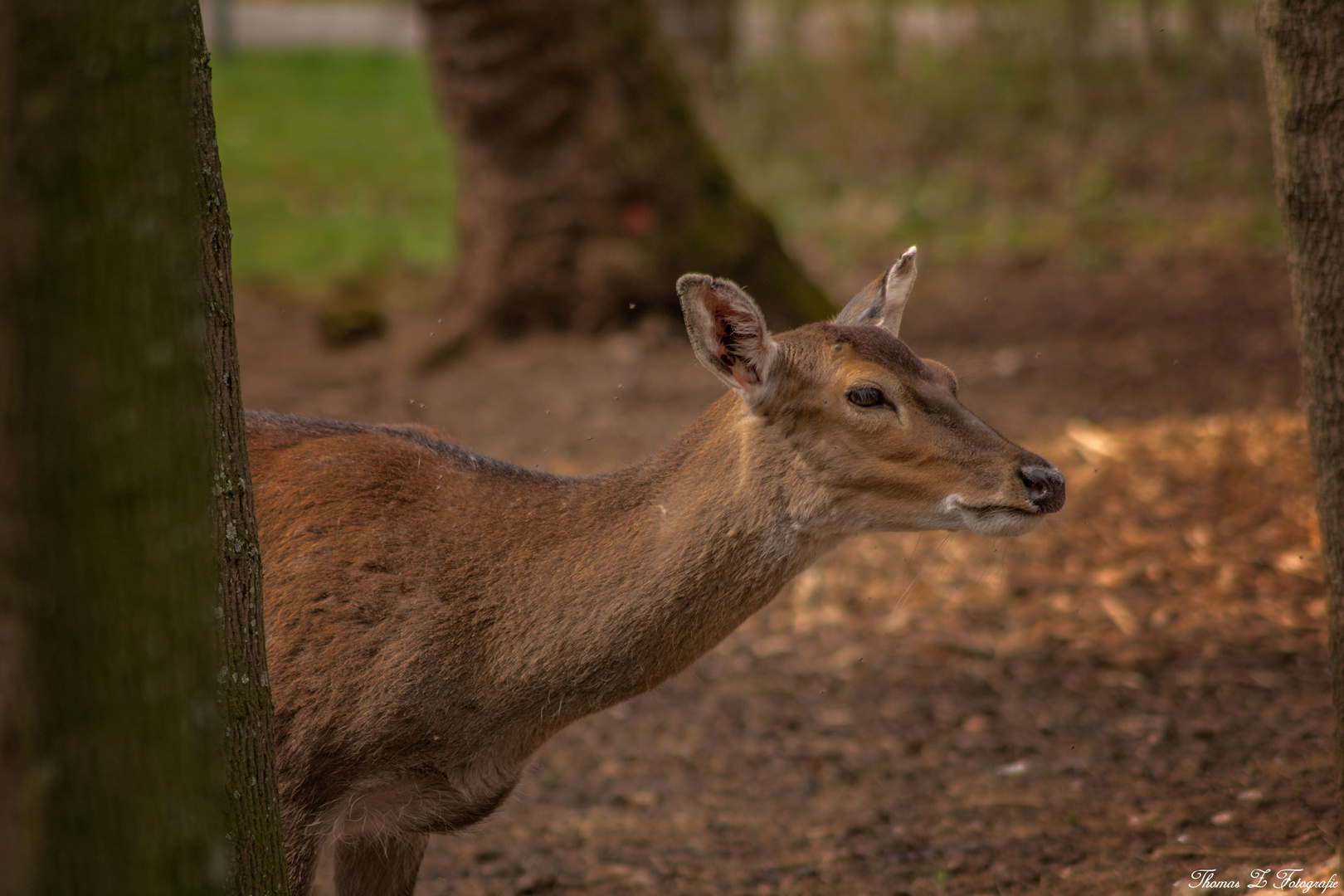 im Wald Foto & Bild | tiere, wildlife, wildlife: sonstige tiere Bilder