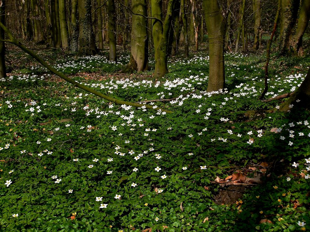 Im Wald Foto & Bild | landschaft, wald, pflanzen Bilder auf fotocommunity