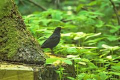 im Wald