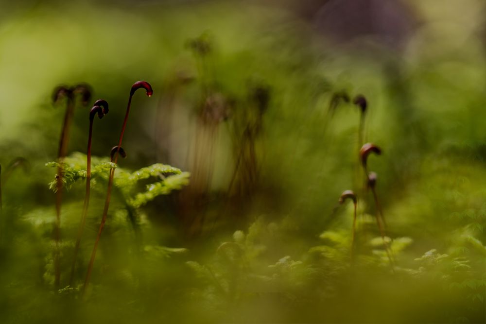 Im Wald