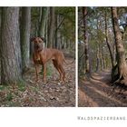 im Wald