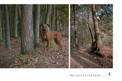 im Wald