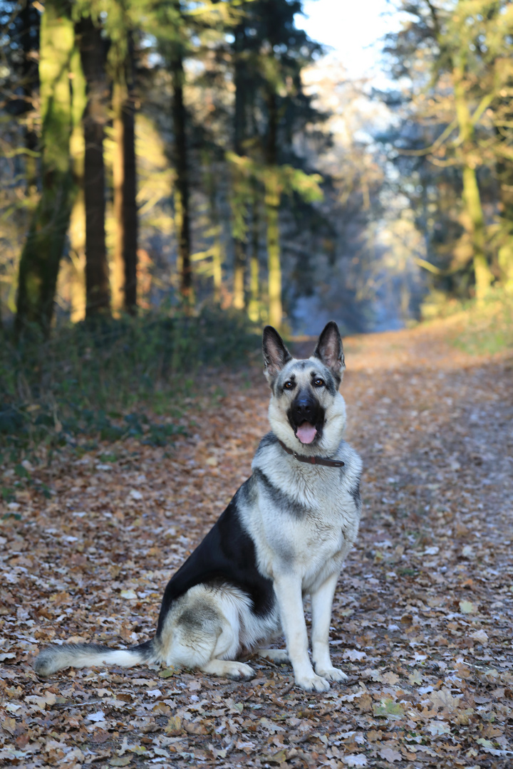 Im Wald....