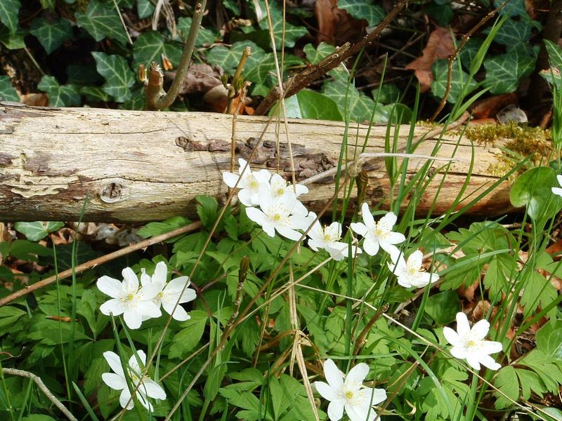 Im Wald...