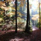 Im Wald