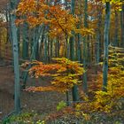 Im Wald