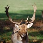 Im Wald, aber leise bitte !