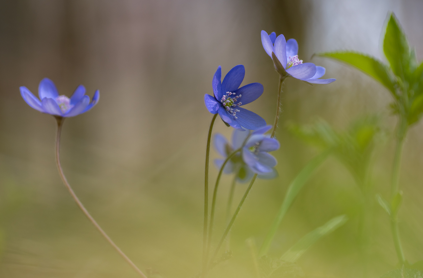 Im Wald Foto & Bild | pflanzen, pilze & flechten, blüten