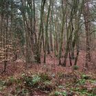 Im Wald