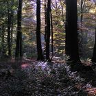 im Wald