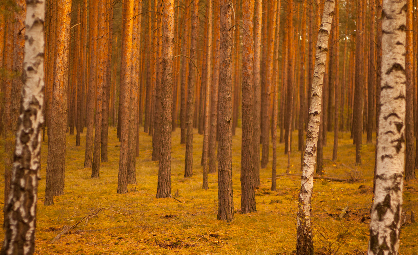 Im Wald allein....