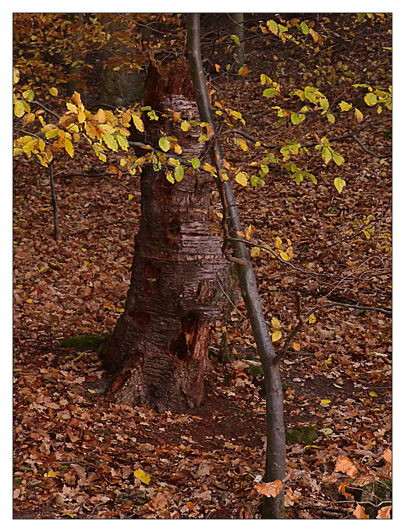 Im Wald am Edersee