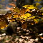 Im Wald am Eibsee geht die Blättersonne auf