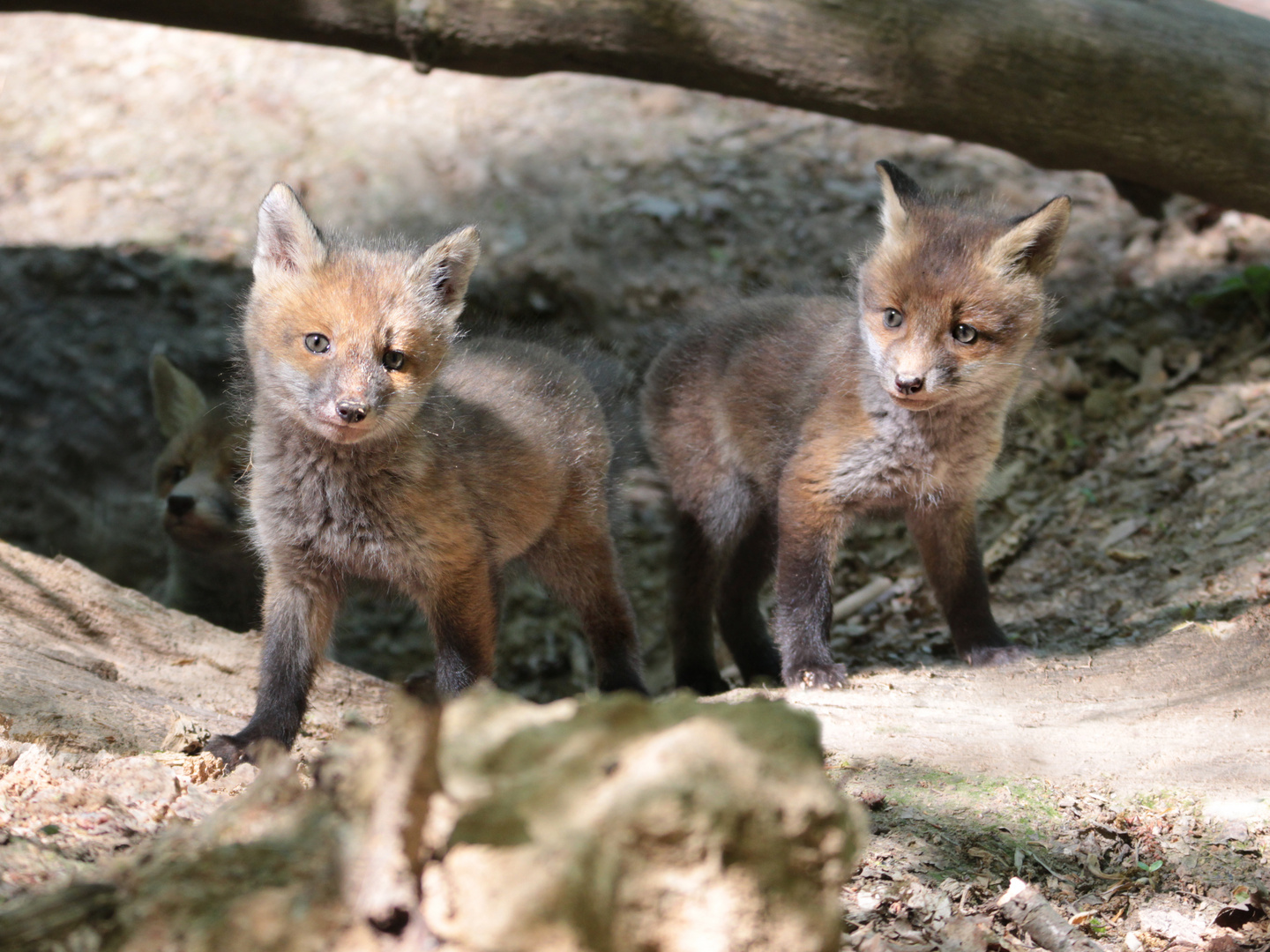 Im Wald am Fuchsbau