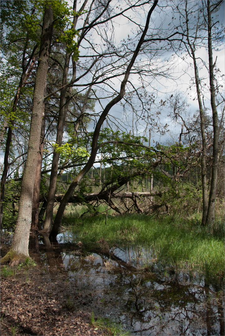 Im Wald am Großen Serrahnsee