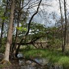 Im Wald am Großen Serrahnsee