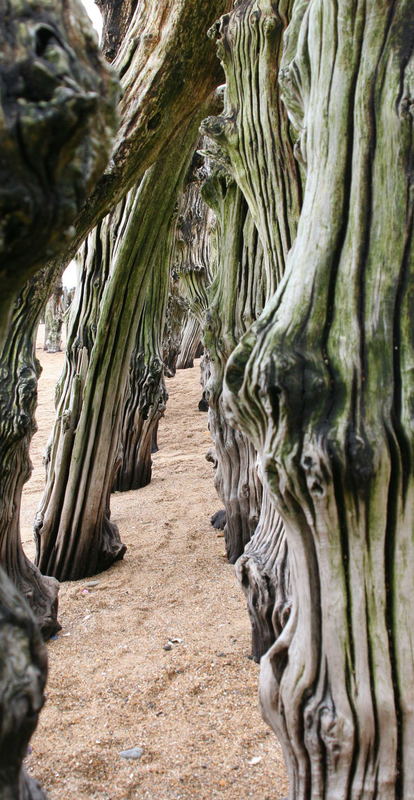 im wald am strand