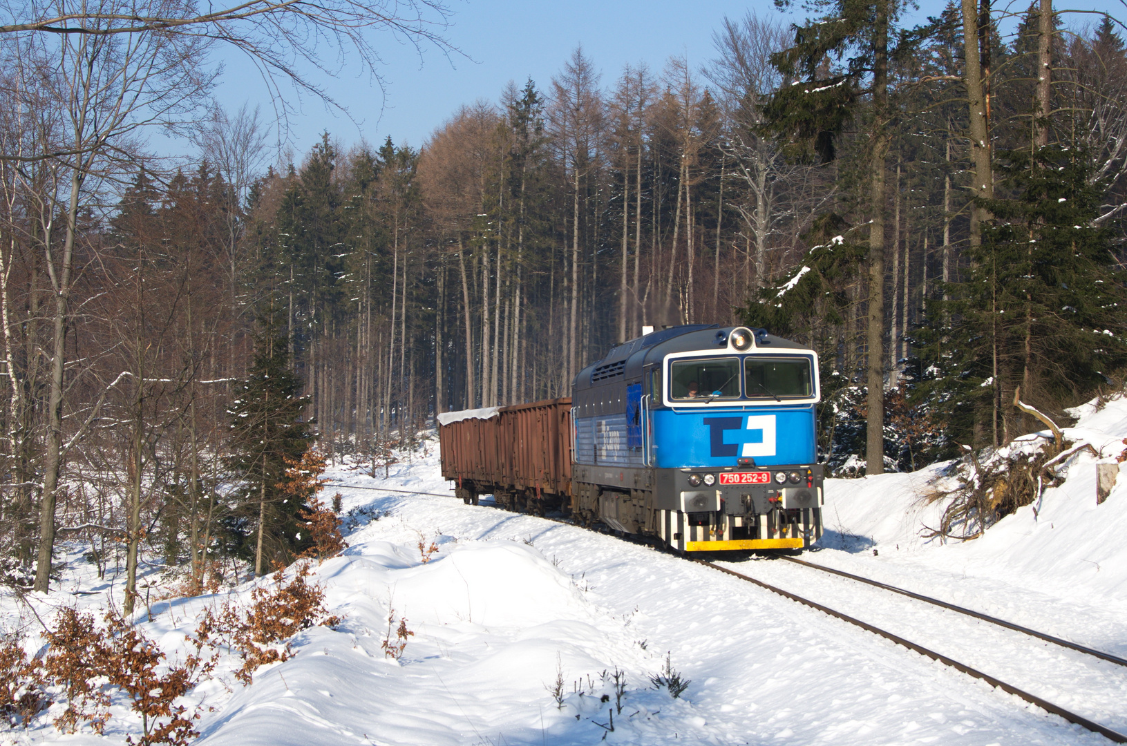 Im Wald am Tannenberg