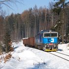 Im Wald am Tannenberg