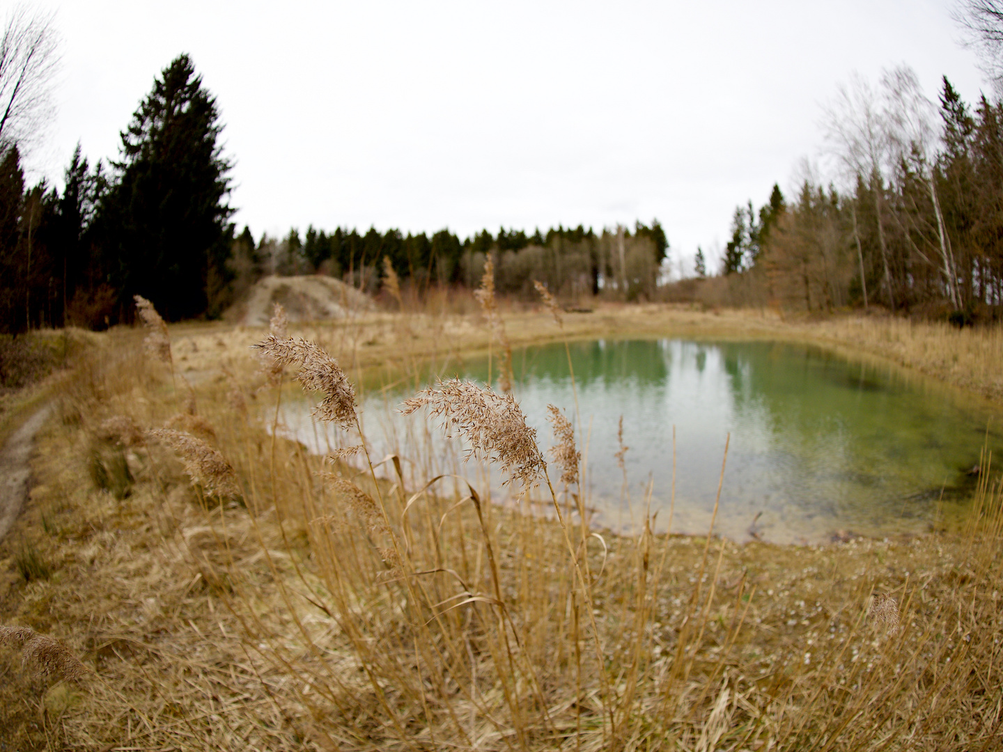 Im Wald am Wasser.