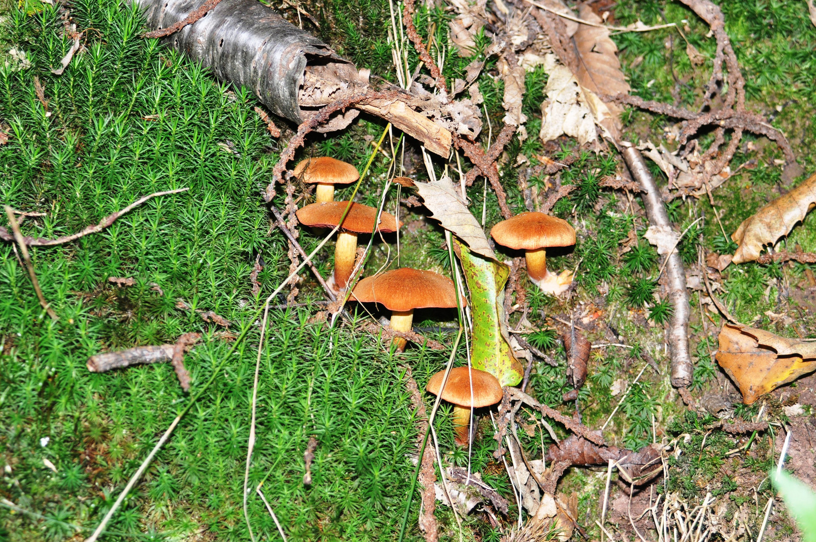 Im Wald am Wegesrand