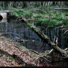 im Wald an der Müritz (Klink)