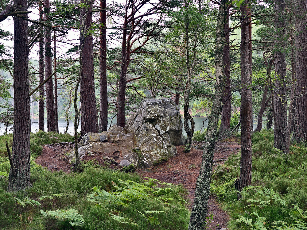 Im Wald an Loch an Eilein