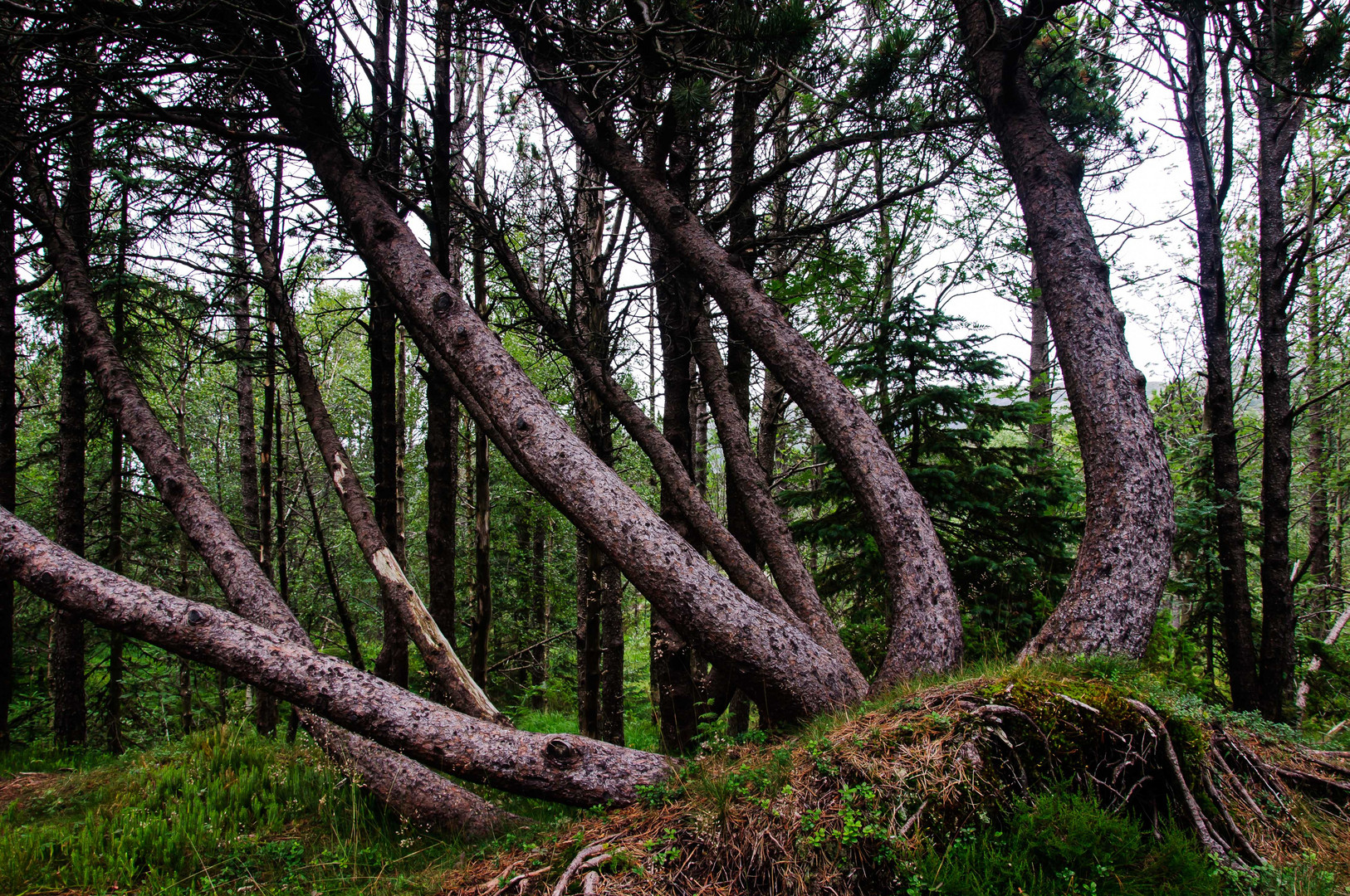 Im Wald auf dem Fløyen