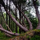 Im Wald auf dem Fløyen