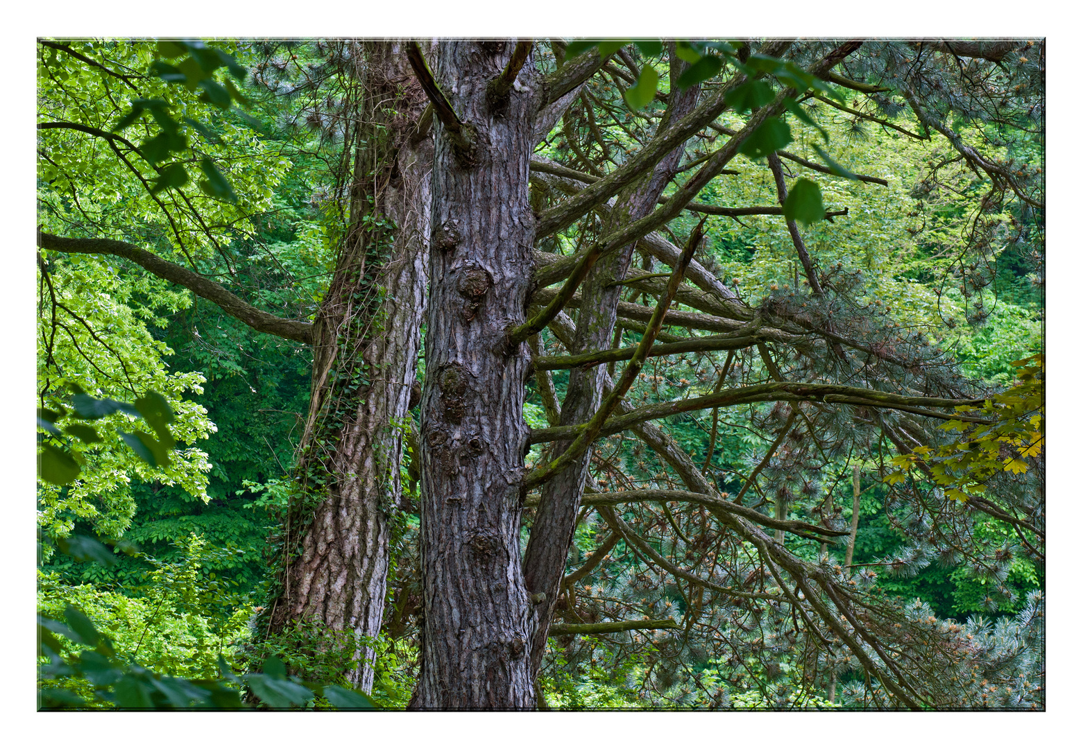 Im Wald auf dem Heiligenberg in Jugenheim