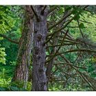 Im Wald auf dem Heiligenberg in Jugenheim