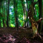 Im Wald auf dem Kellerskopf bei Wiesbaden