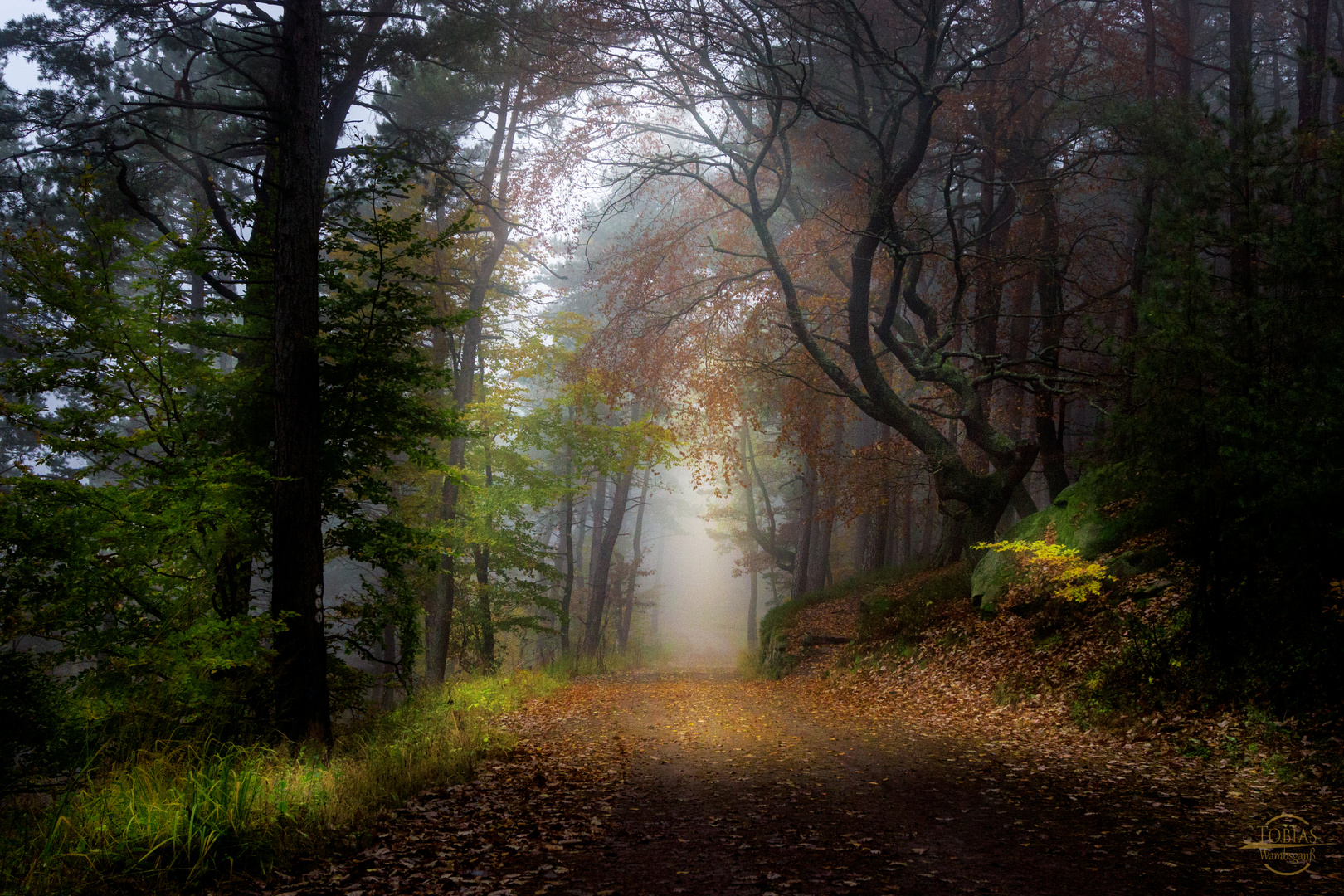 Im Wald auf der Kalmit