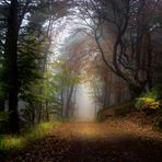 Im Wald auf der Kalmit