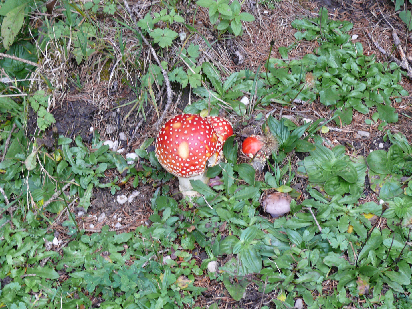 im wald auf der winklmoosalm traf ich Rotkäppchen, besser bekannt als fliegenpilz